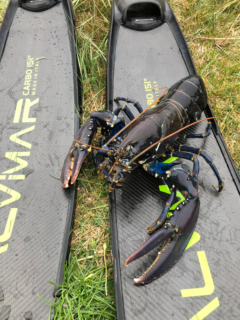 Hummer i limfjorden uv-jagt